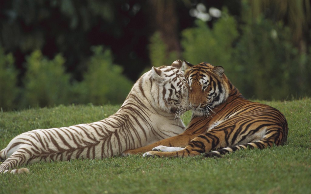 Tiger Couple in The Shadow of a tree