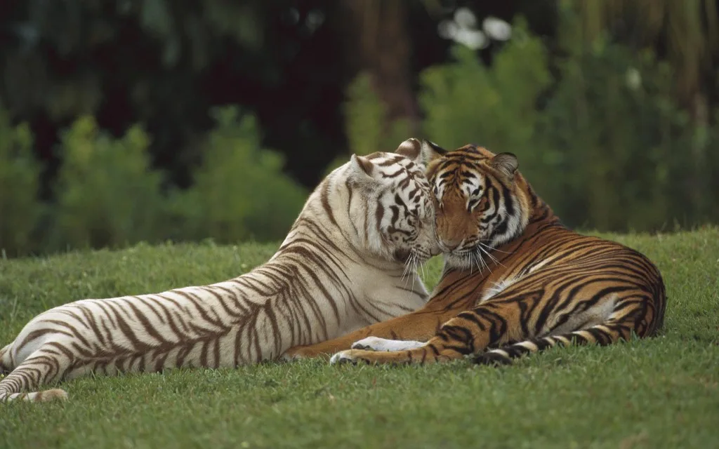 Tiger Couple in The Shadow of a tree