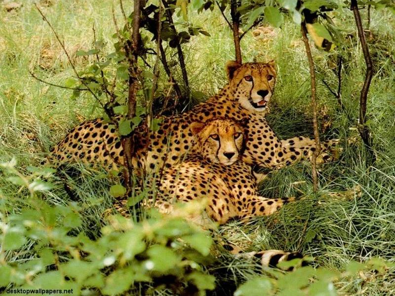 Tigers Couple Resting Under The Trees