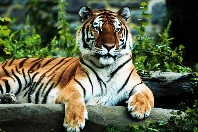 Tiger Stylish Image 2