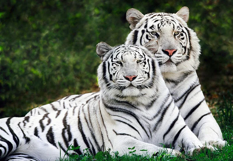 White tiger couple