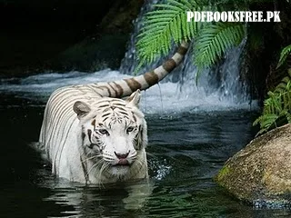 White Tiger Picture
